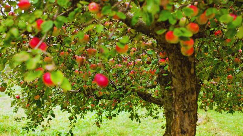 Apple Orchard Long Island